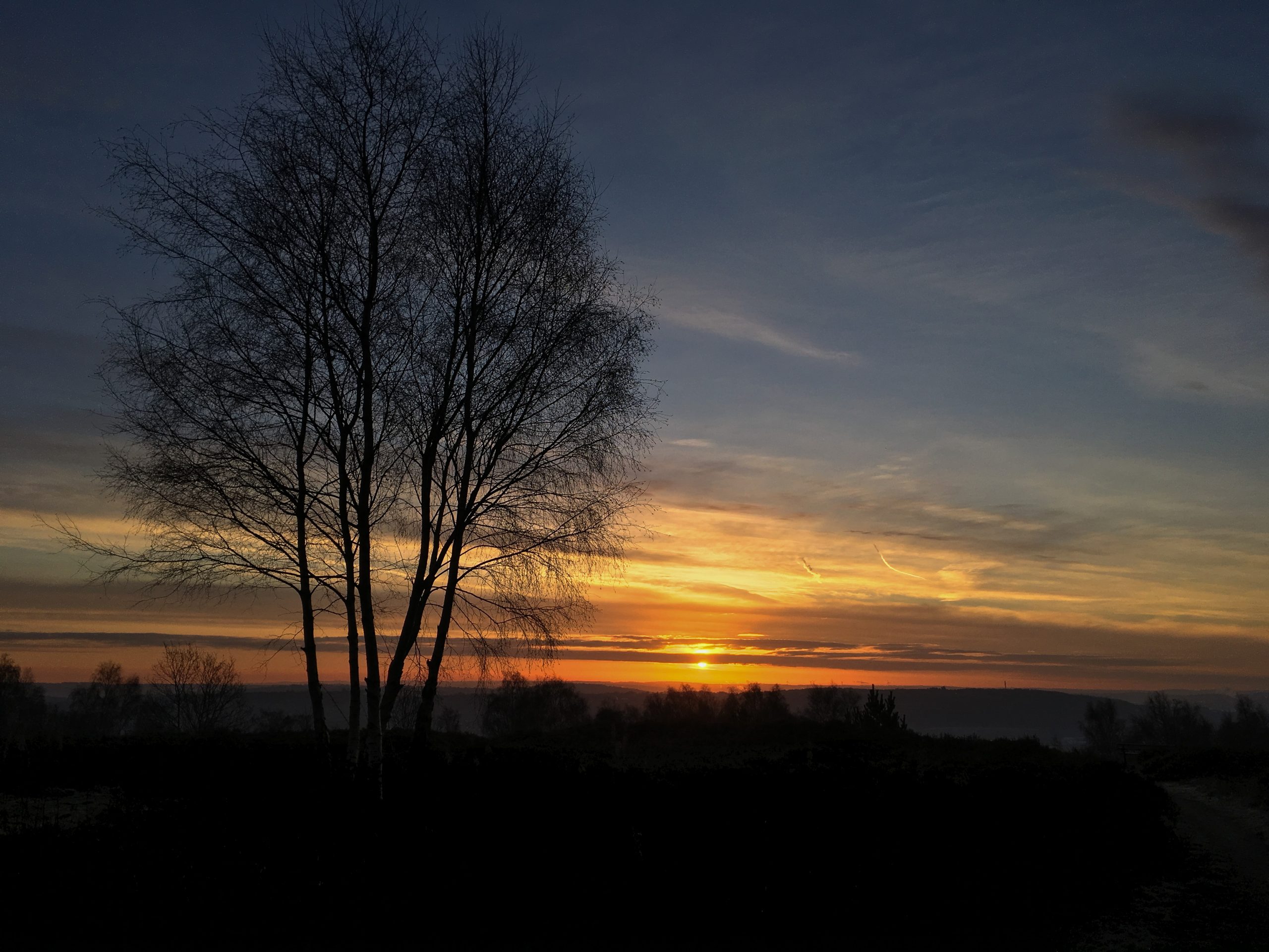 The winter sun rises behind a silver birch tree bare of leaves