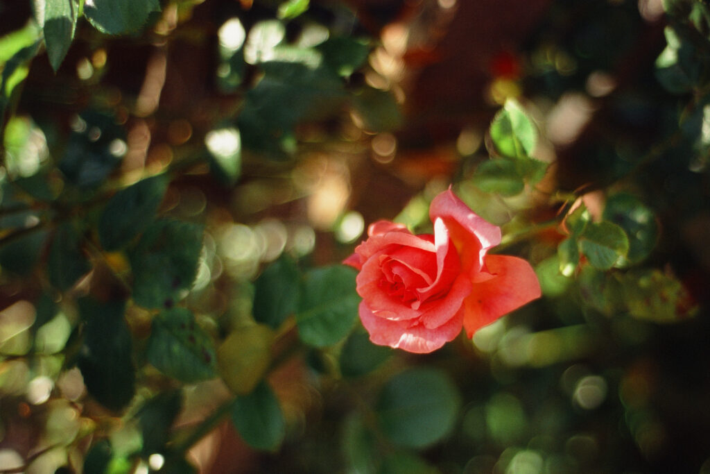 Red/Pink rose