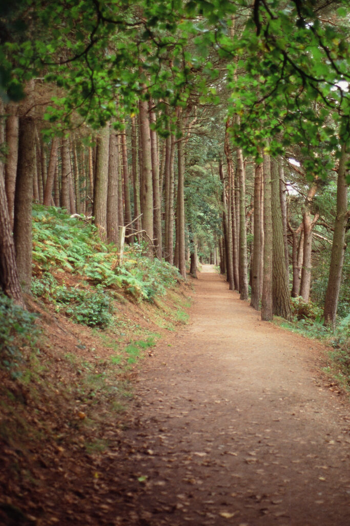 Tall trees either side of a woodland path