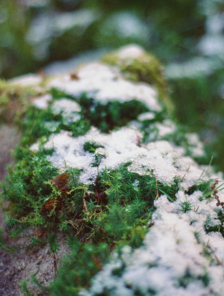 Snow on lichen