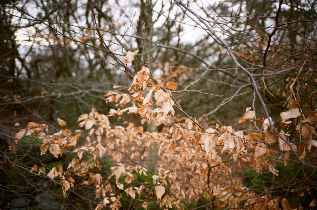 Brown crinkly leaves on a tree