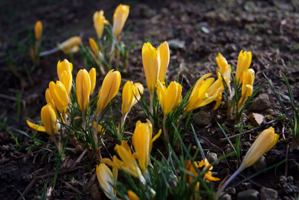Yellow crocus