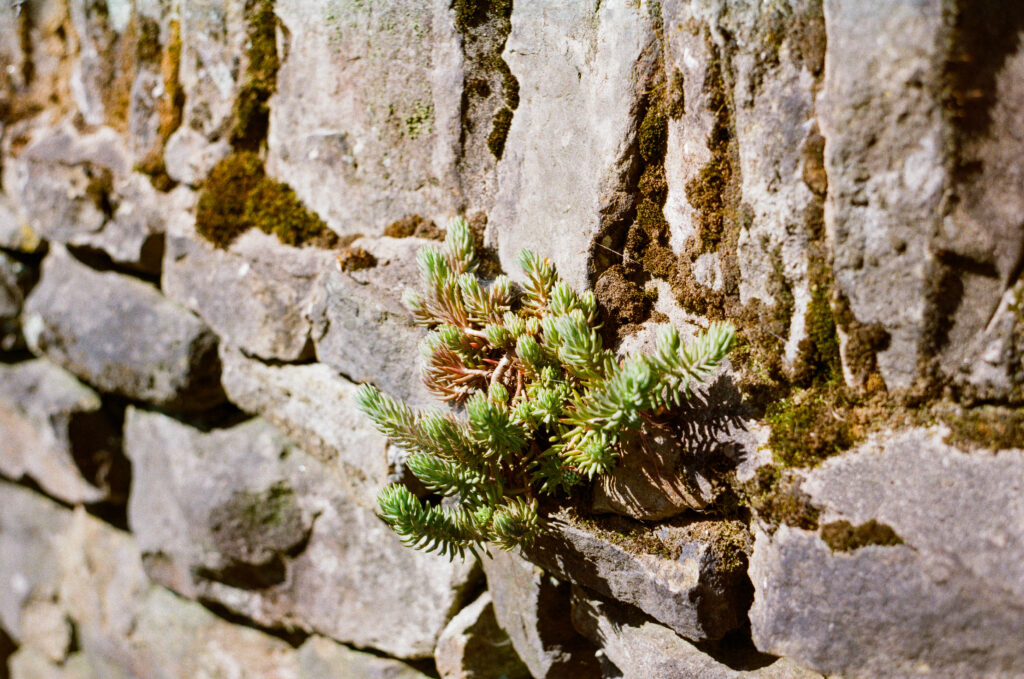 Dry stone wall with moss and a lichen growing in it