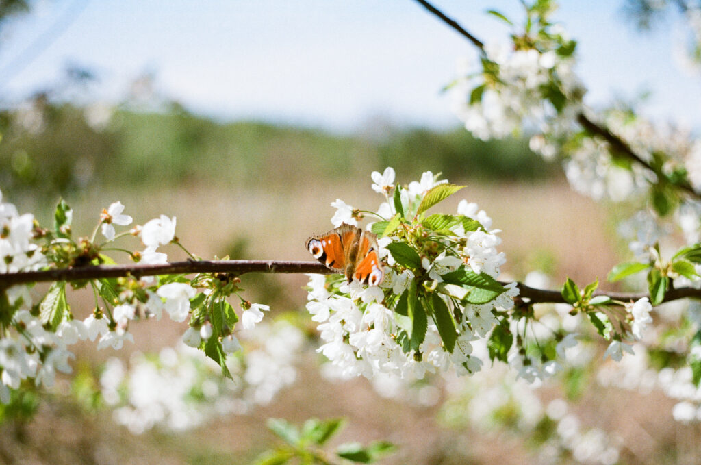 Butterfly or moth on a a branch with white flowers.