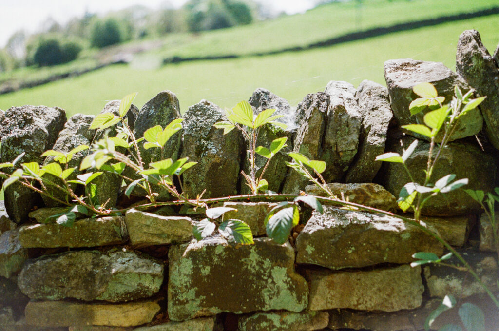 Bramble growing along a dry stone wall.