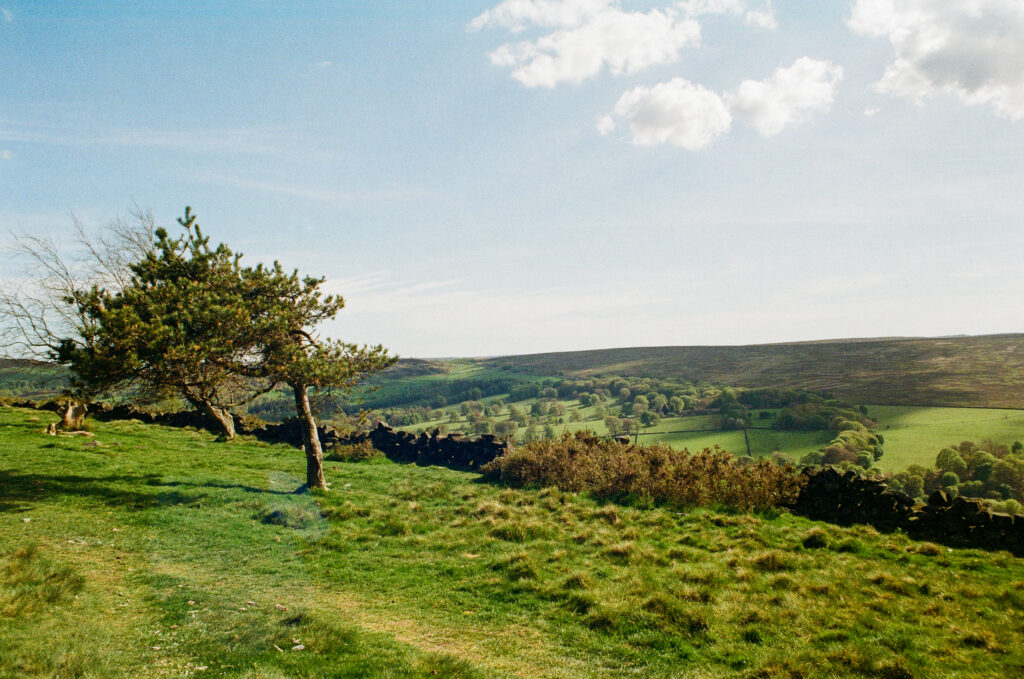 Scenic view with a wind swept tree to the left