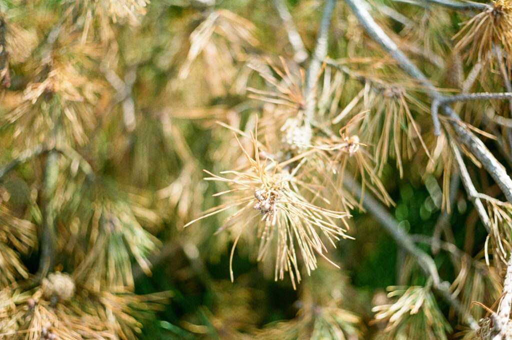 Spiky flower.