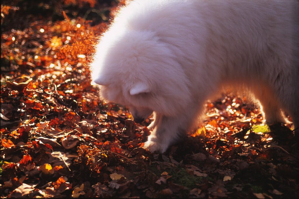 A Samoyed peers into the autumn leaves.