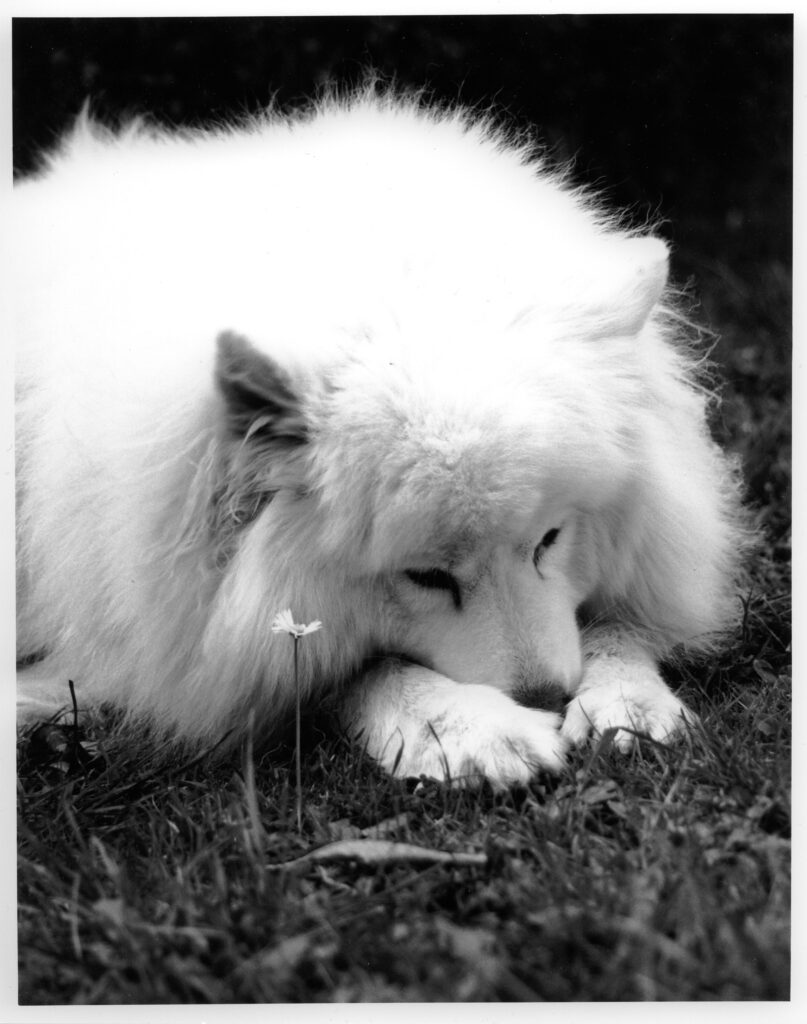 White Samoyed, sits nose in paws.