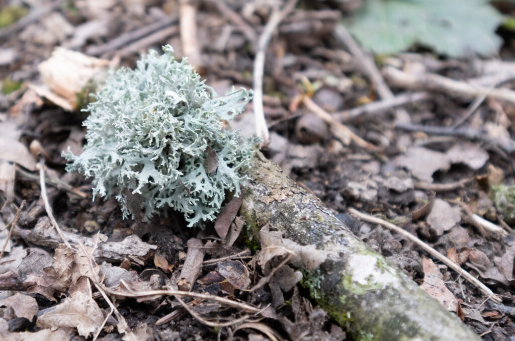 Lichen on a fallen tree branch.