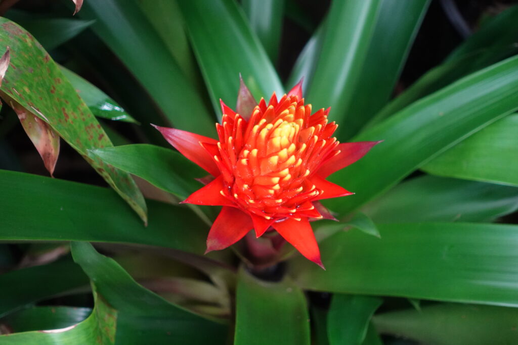 Red and yellow flower surrounded by green leaves.